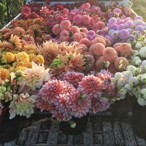 Meet your Posher, Jazsmine